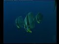 Villa Hotel Maldives ( Part 4 of 8 )