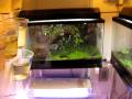 My Poison Dart Frog Room