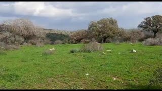 فيديو لموقع عرب الصبيح