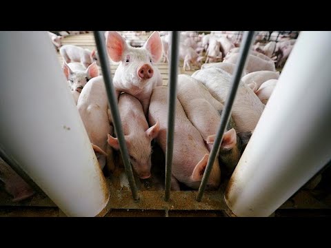 Bulgarien: Ministerprsident Borissow beschuldigt Rumnen wegen der Schweinepest