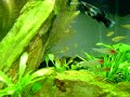 Meu aquario plantado... ainda no começo da montagem (1 mês) e alguns dos primeiros peixes... 