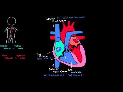 Khan Academy - Kalp ve Kan Dolaşımı (Sağlık ve Tıp) (Dolaşım Sistemi Fizyolojisi) - 2015.03.02