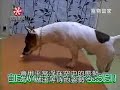 super dog