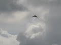 Buizerd Buizerd