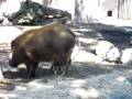 massai 008.MOV