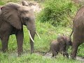 Kenya Jambo Tsawo Comano