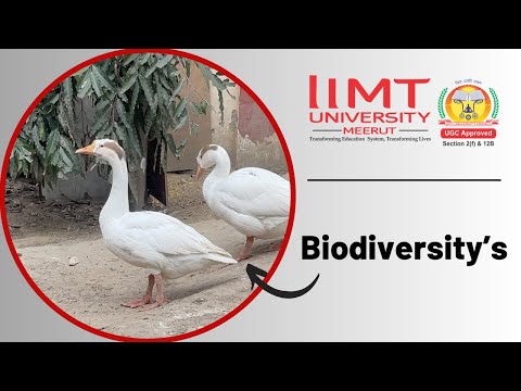 IIMT University Meerut General video thumbnail 5