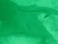 A 10-foot-long giant guitarfish filmed at Richelieu Rock in the Andaman Sea, Thailand in March 2007. A very rare sighting!