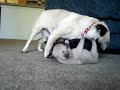 Three week old Pug puppies learning to play
