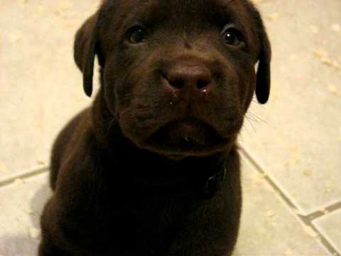 Playful Labrador Retriever Puppies 5 Weeks Old