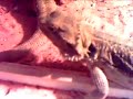 Killer Bearded Dragon Speeds After Its Prey