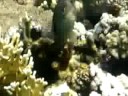 fish Attack  Red Sea