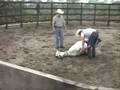 videos de Hipnosis Equina, Equine Hipnosis