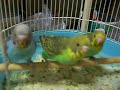 セキセイインコの雛たちの食事風景。