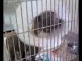 Eeyore A664869 LAST DAY TUESDAY, OCTOBER  4, 2011!!