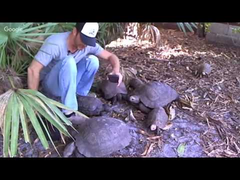 YouTube reptile video