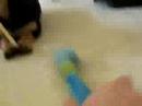 Osky almost pounces at the camera!