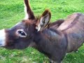 Two Too Cute Asses