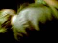 videos de LAURA DANCE