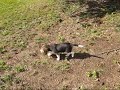 Hodowla beagle Łaciata Sfora przedstawia szczeniaki po naszym reproduktorze Gold Finger Catulus, urodzone w zaprzyjaźnionej hodowli w dniu 20 czerwca 2010. Więcej: beagle.net.pl