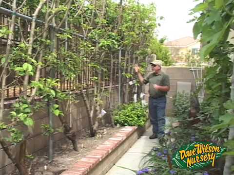 how to espalier a fruit tree
