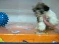 videos de Shih Tzu Hemnbra STA REF:207