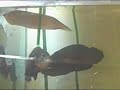 Oscar Fight, Arowana and Albino Oscar.