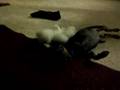 videos de Do It Doggy Style