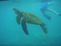 Jo Swims with Maui Turtles - 2