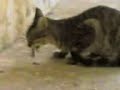 Cat Vs. Scorpion