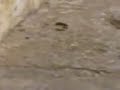 deadly black scorpion fights for its life, tries to sting and evade an attacking cat. cat cuts off scorpion's tail which contains the venom.
