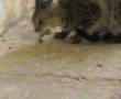 Cat Vs. Scorpion