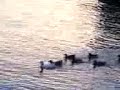 \"E papere da marina e Minure\"-Papere in spiaggia a Minori \"E papere da marina e Minure\"-Papere in spiaggia a Minori