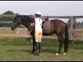 Training a Young Friesian Cross Under Saddle