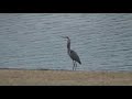 Crane eats fish Crane eats fish
