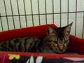 Tango seeks a good home