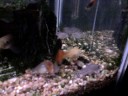 Guppy Tank Guppy Tank