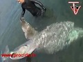 Procida, ritrovato squalo elefante