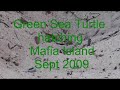 Turtles hatching Mafia Island