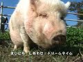 Muchi Muchi Pork music video Muchi Muchi Pork music video