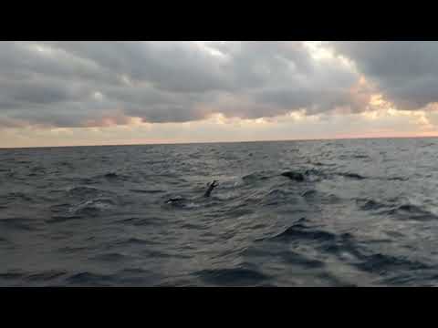 Dauphins au large du Mexique