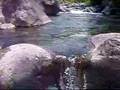 ナナホシテントウ動画8