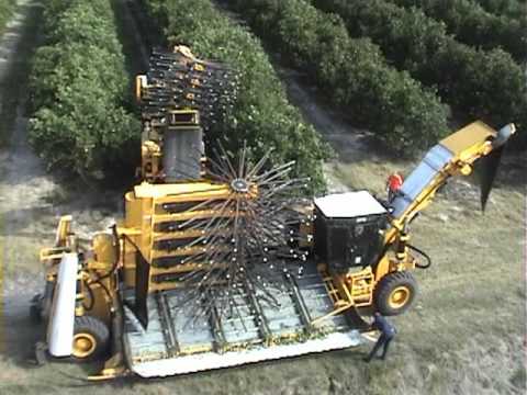 how to harvest citrus