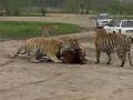 what a zoo what a zoo