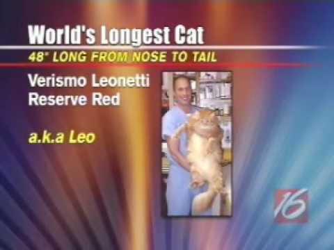 World's Fattest Cat