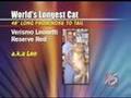 World's Fattest Cat