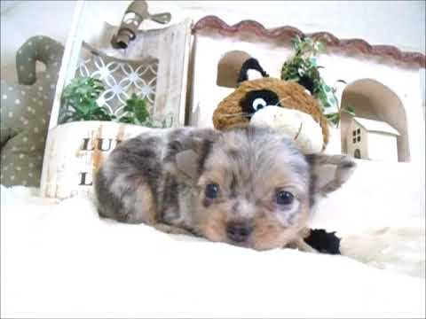 YouTube Preview Image