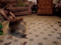Rigid the Blind Dog Rigid the Blind Dog
