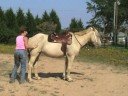 Carolina Sport Horses  Carolina Girl