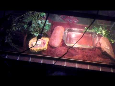 how to care for a nile monitor